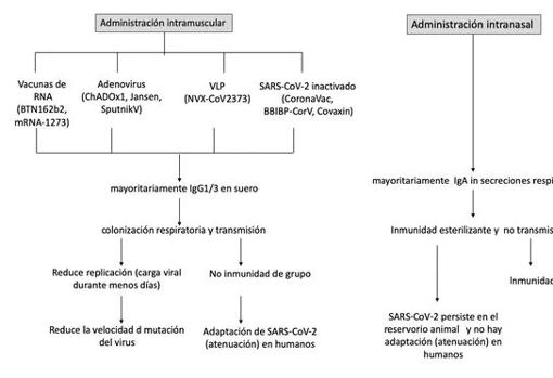 Representación esquemática de los mecanismos de acción de las vacunas intramusculares actualmente aprobadas y las vacunas nasales de próxima generación