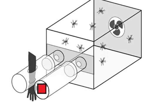 Cámaras como esta, que combinan colores y olores, son las utilizadas en el estudio del comportamiento de los mosquitos hematófagos