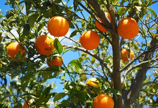 Naranjas colgando del árbol