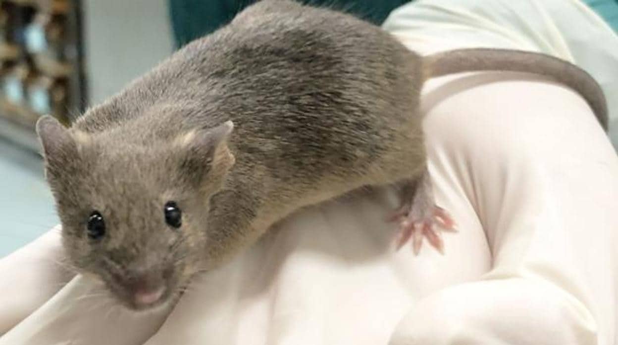 Nacen crías de rata a partir de células manipuladas en el laboratorio