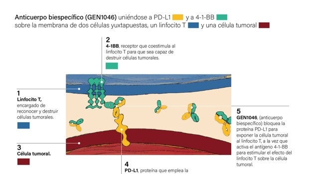 Un fármaco de última generación controla el cáncerresistente a la inmunoterapia