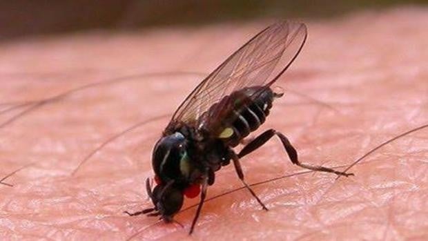 Alerta por la mosca negra en España: «Está muy cerca de ser un importante problema de salud pública»