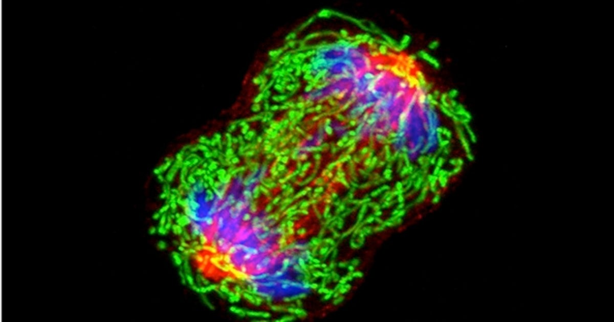 Una célula de cáncer de mama capturada en el proceso de división, con la tubulina (una proteína estructural) en rojo; la mitochondria en verde; y los cromosomas en azul.