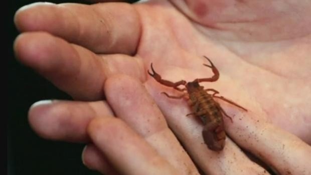 Qué hay que hacer y qué no si te pica un alacrán