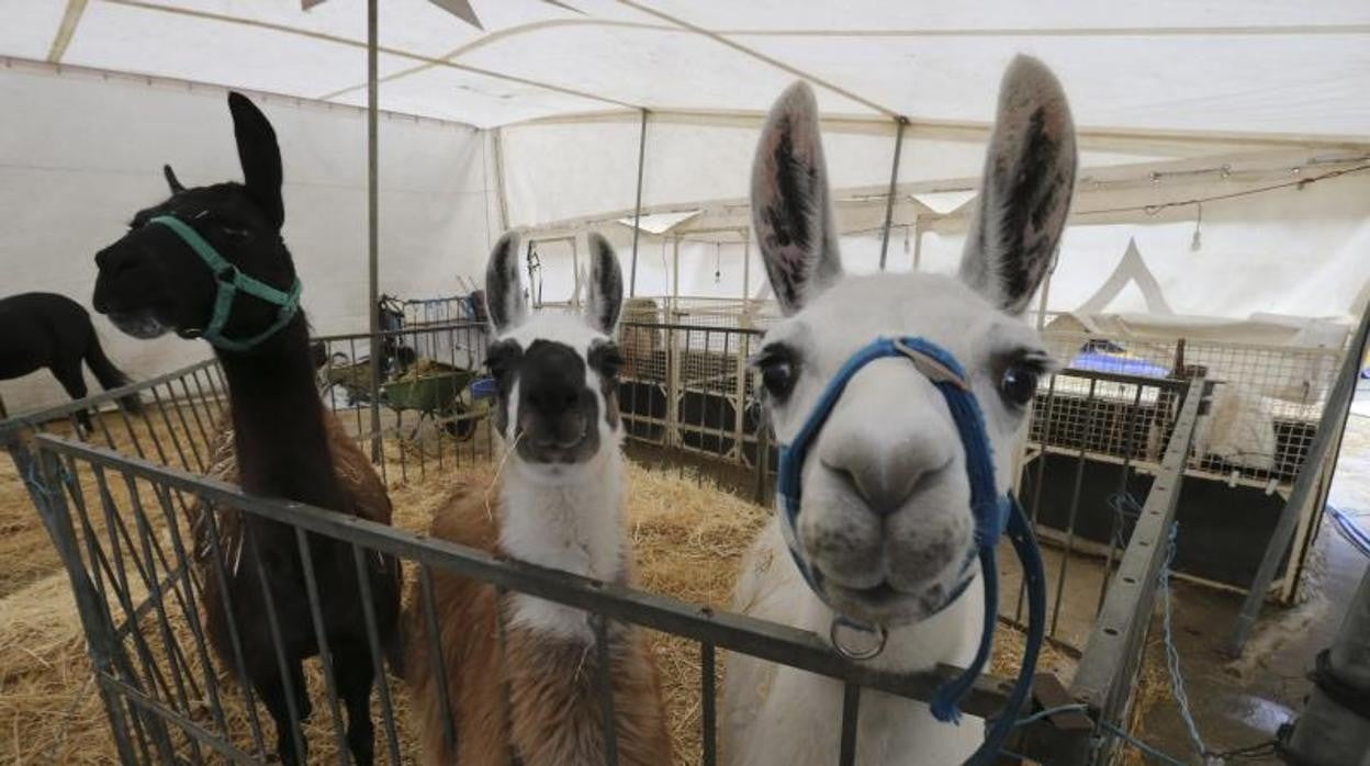 Las llamas, los camellos y las alpacas tienen un sistema inmunitario único, en comparación con el resto del reino animal