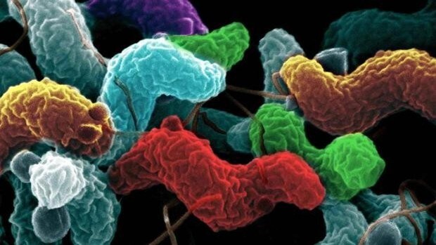 Nuevo método para detectar el cáncer de próstata: las bacterias intestinales