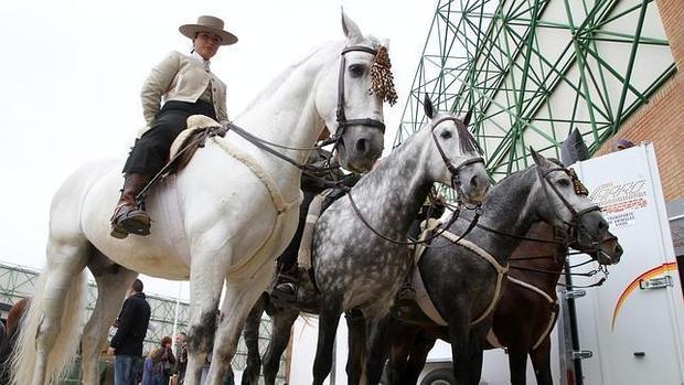 Caballos en Sicab