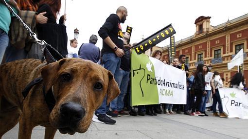 Un perro en la manifestación antitaurina de Sevilla