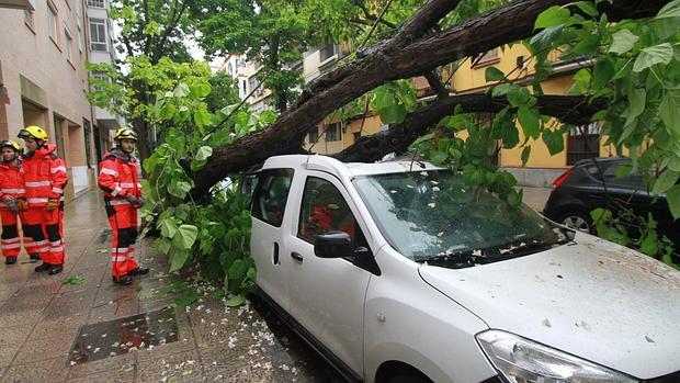 Un árbol caído en una calle del barrio de San Bernardo de Sevilla