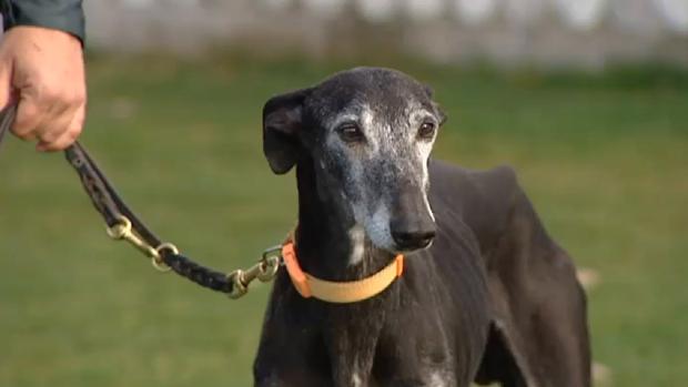 Chapapote, el galgo campeón que fue robado en Los Palacios y apareció en Badajoz con otro chip