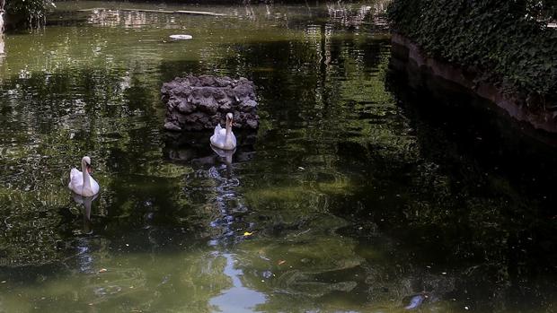 Los patos del parque de María Luisa recuperan su estanque