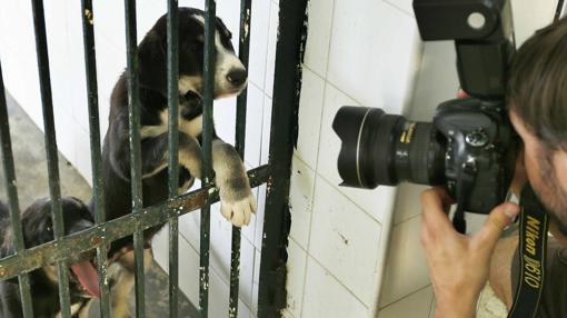 Perros en el Zoosanitario