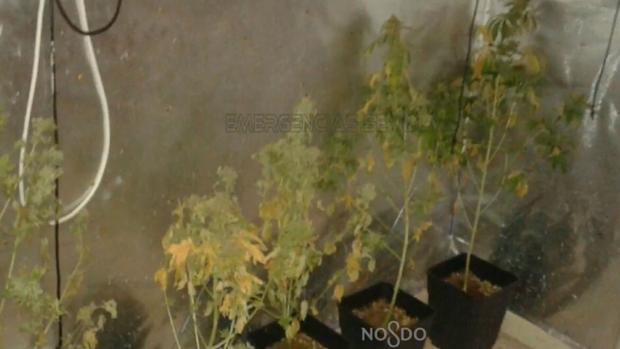 La Policía Local de Sevilla intervino 14 plantas de marihuana en un complejo cultivo de interior