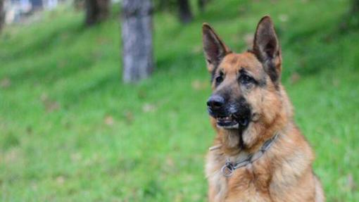 Los diez animales que triunfan en los hogares sevillanos