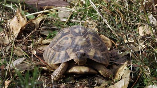 Los diez animales que triunfan en los hogares sevillanos