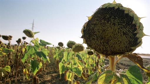 Girasoles en una finca, como los que se pueden cultivar en Guadalora