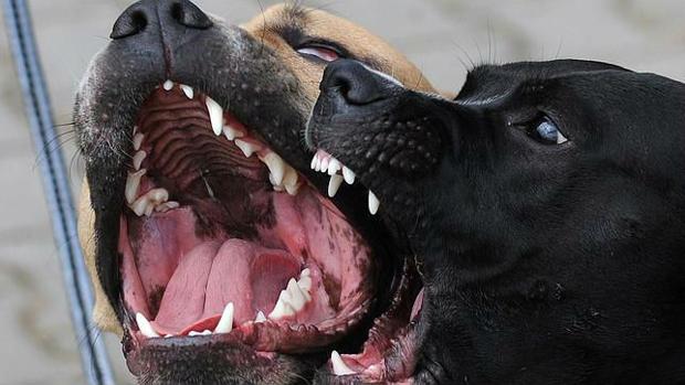 El perro estaba sin bozal, atado a una barandilla