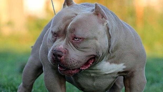 Un perro de la raza American Bully como el que se quedó el detenido