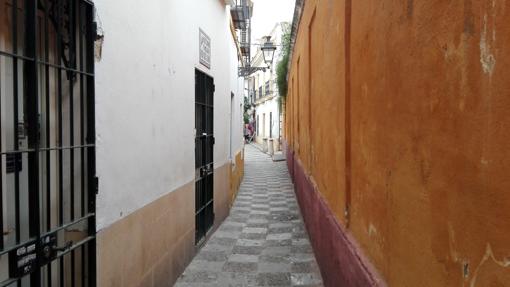 Calle Vida (141 cm)