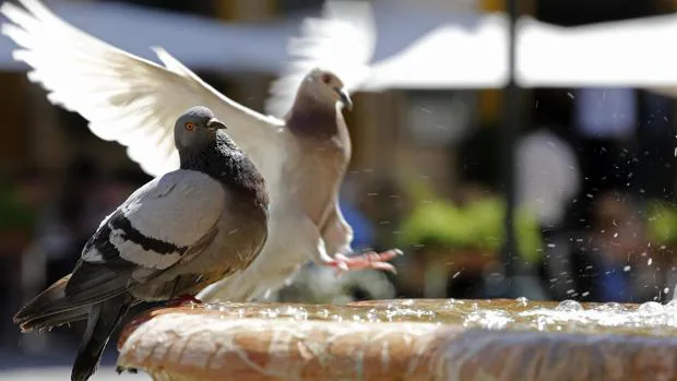 La población de palomas será controlada por halcones peregrinos