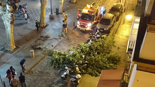 Los bomberos retiraron la rama caída