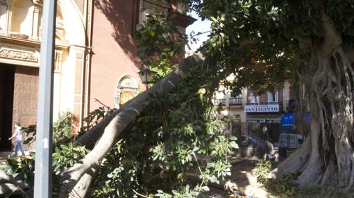 El ficus ya sufrió la caída de una gran rama en el año 2011