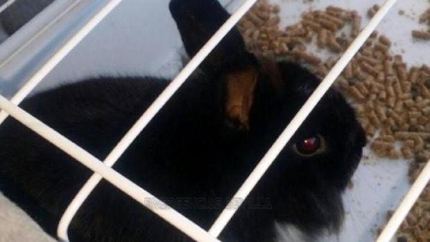 El conejo, dentro de la jaula en que fue rescatado del interior de un coche en Sevilla