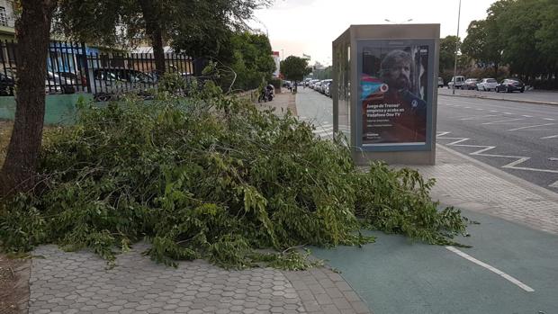 Una rama caída sobre el carril bici en la Avenida de Andalucía