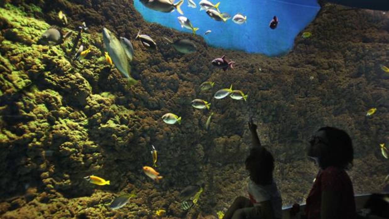 Los gestores del Oceanogràfic de Valencia ultiman la compra del acuario de Sevilla