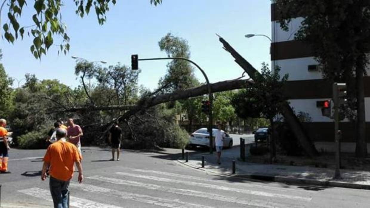 Árbol de gran porte que se ha caído este sábado sobre la avenida de la Oliva