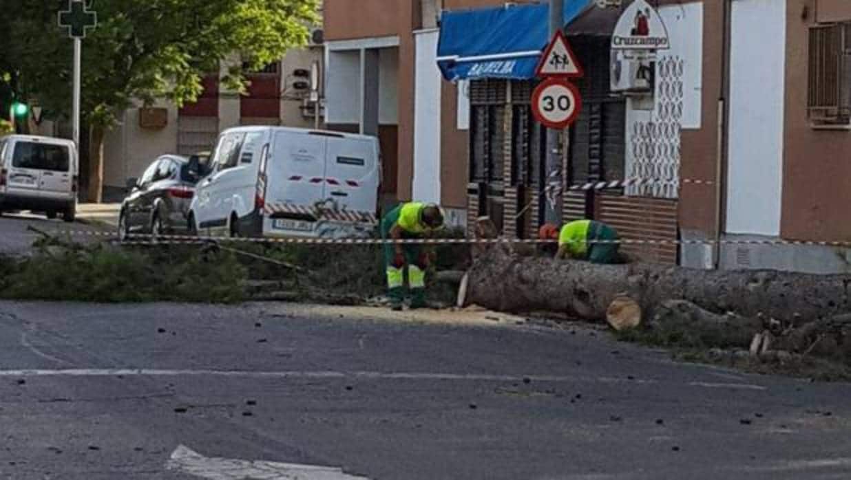 Operarios trabajan el sábado con el árbol caído en La Oliva