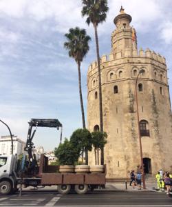 Maceteros para la Torre del Oro