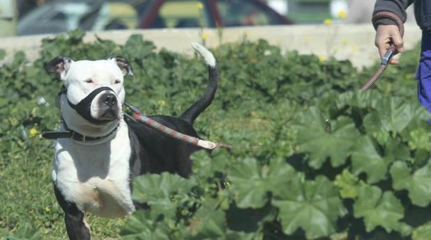 Sancionan a 98 dueños de perros peligrosos sin licencia en Sevilla