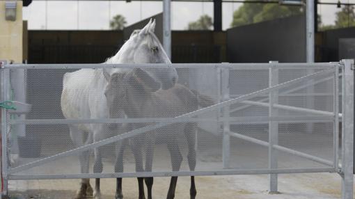 Una yegua y un potro en las cuadras del Zoosanitario municipal