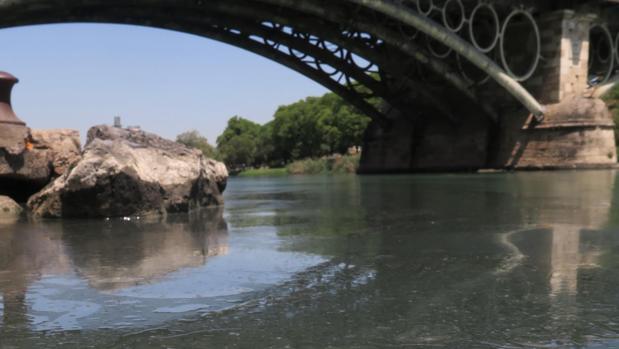 Lo que el Guadalquivir esconde en Sevilla: «más de 600 kilos de basura»