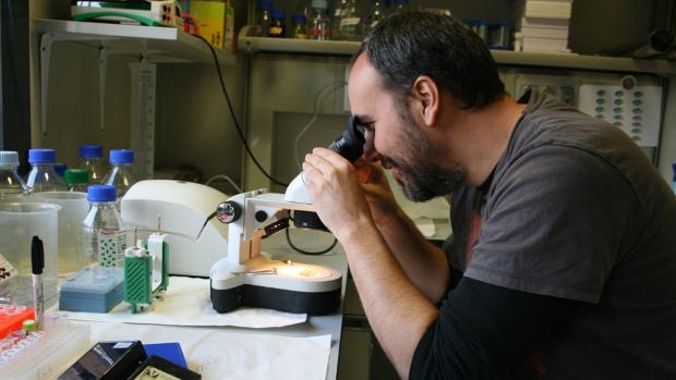 Una nueva manera de actuar de las células ante la quimioterapia