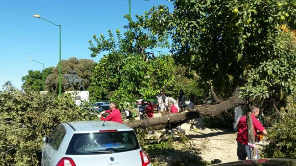 Se desprende un árbol del parque de María Luisa