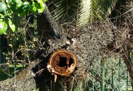 El árbol «estaba podrido», explican fuentes consultadas