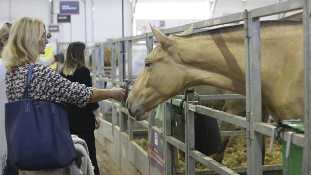 El pura raza español, el más inteligente de todos