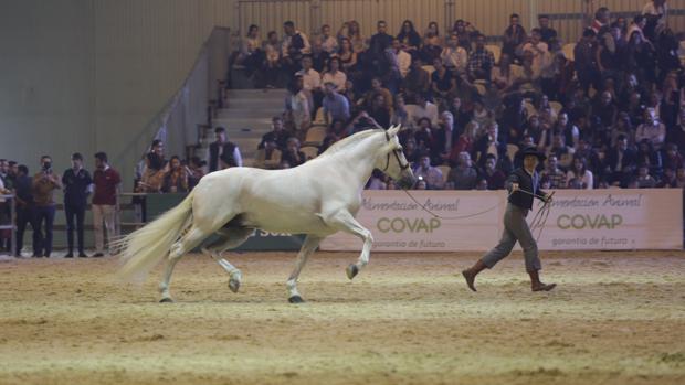 El japonés que se enamoró de los caballos españoles