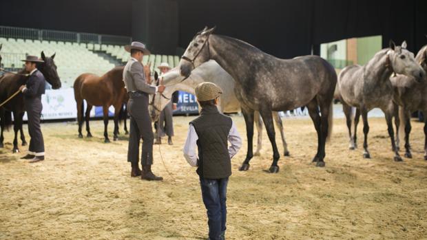 Sicab duplica la venta de caballos