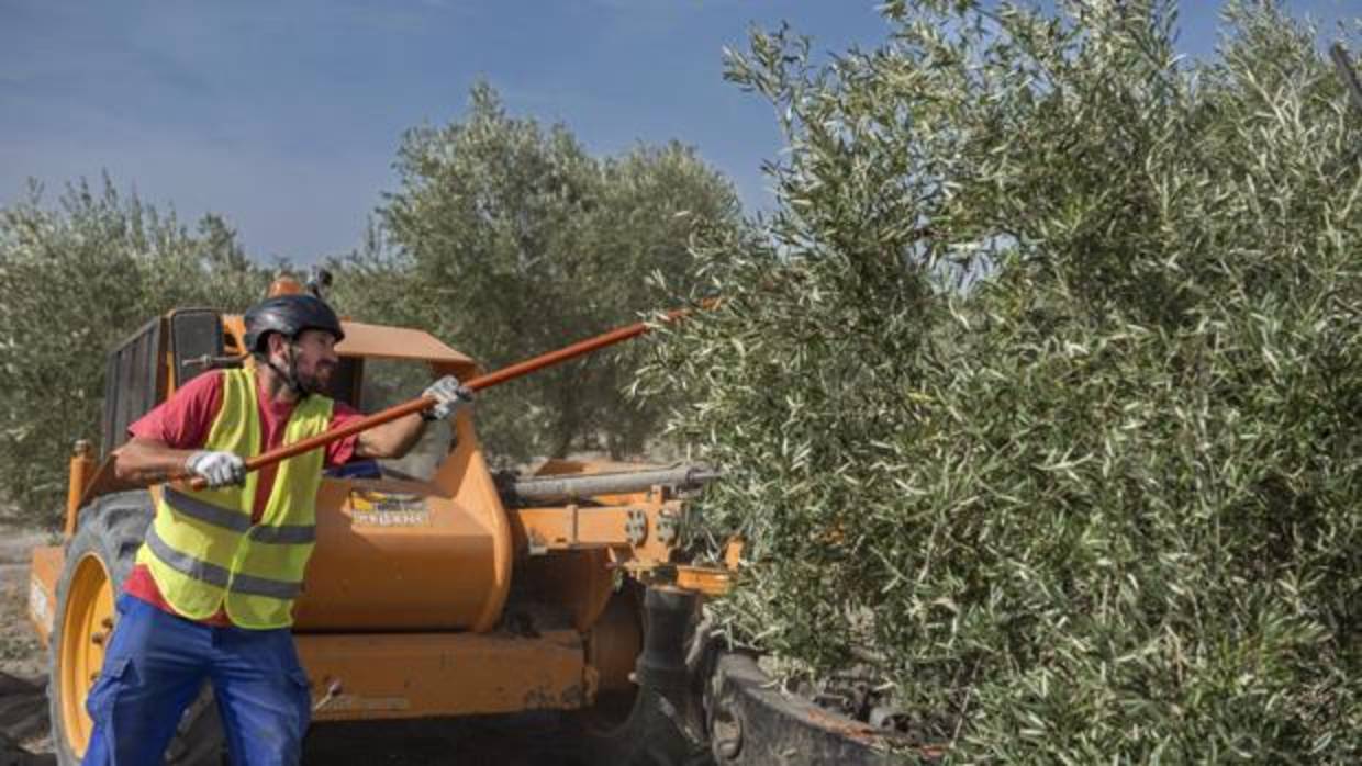 EEUU vuelve a castigar a la aceituna negra de España con nuevos aranceles