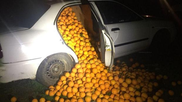 La Policía Local denuncia a cinco personas por el robo de 4.000 kilos de naranjas en Carmona