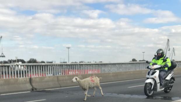 Caos en la carretera SE-30 por una oveja descarriada