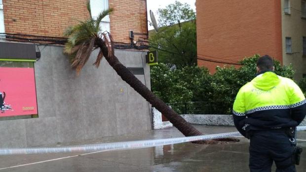 Consejos ante las fuertes rachas de viento y lluvia en Sevilla