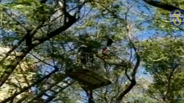 Rescatan a un halcón enganchado en un árbol en Sevilla