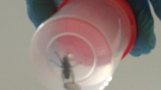 Las moscas obligan a cerrar dos quirófanos del Hospital Virgen del Rocío de Sevilla