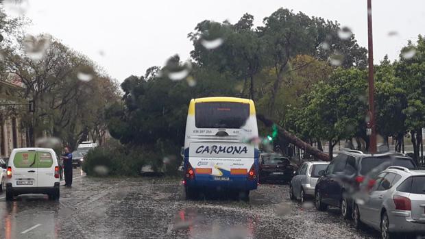 Caídas de árboles y cortes de tráfico por el temporal en Sevilla