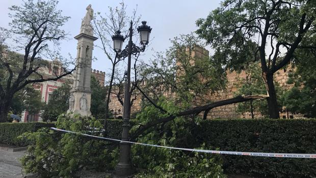 Triana y el Centro, las zonas más castigadas por las fuertes rachas de viento en Sevilla