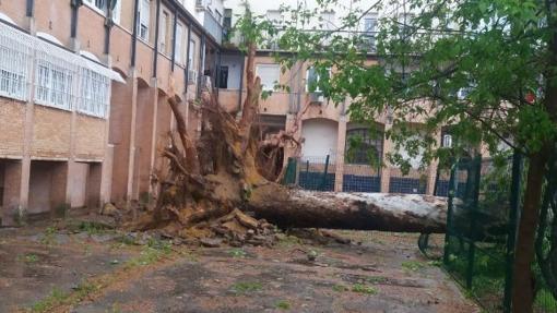 Un árbol caído en la zona residencial de la Hispano Aviación